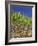 Sugar Cane-Bjorn Svensson-Framed Photographic Print