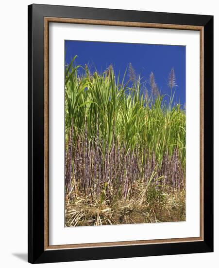 Sugar Cane-Bjorn Svensson-Framed Photographic Print
