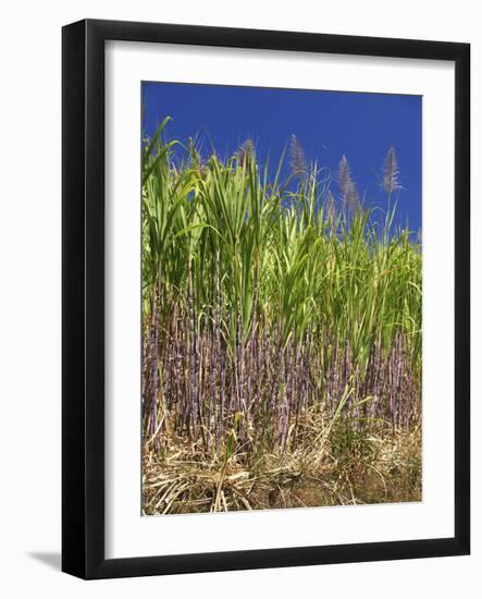Sugar Cane-Bjorn Svensson-Framed Photographic Print