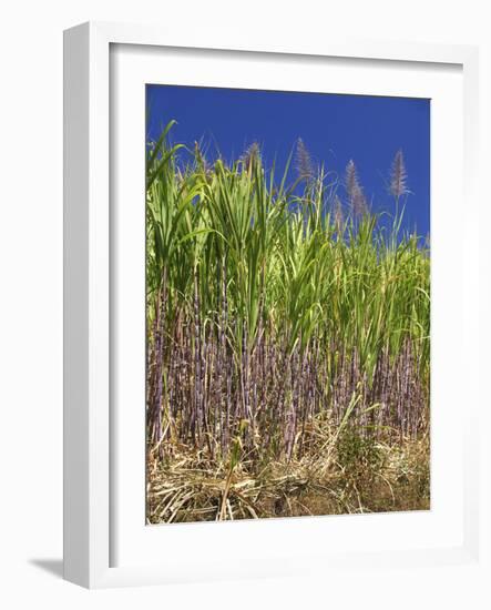 Sugar Cane-Bjorn Svensson-Framed Photographic Print