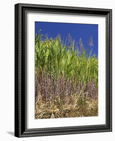 Sugar Cane-Bjorn Svensson-Framed Photographic Print