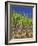 Sugar Cane-Bjorn Svensson-Framed Photographic Print