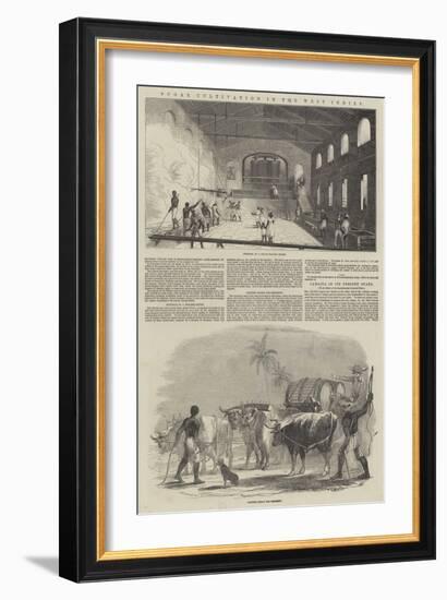 Sugar Cultivation in the West Indies-null-Framed Giclee Print