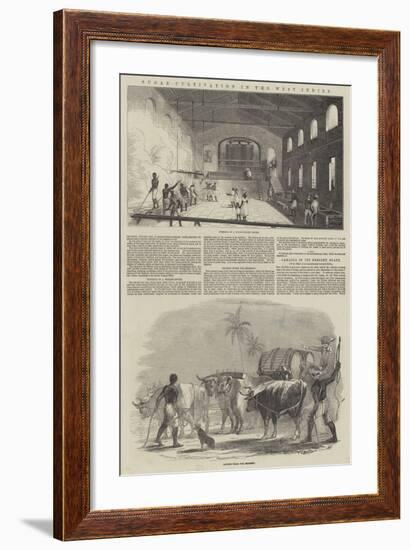 Sugar Cultivation in the West Indies-null-Framed Giclee Print