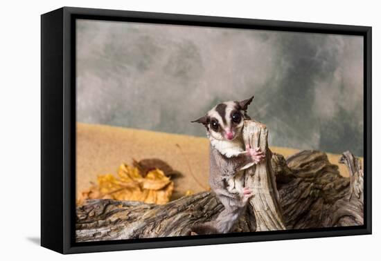 Sugar glider (Petaurus breviceps) on a tree stump-null-Framed Premier Image Canvas