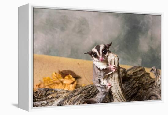 Sugar glider (Petaurus breviceps) on a tree stump-null-Framed Premier Image Canvas