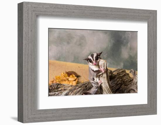 Sugar glider (Petaurus breviceps) on a tree stump-null-Framed Photographic Print