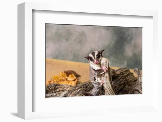 Sugar glider (Petaurus breviceps) on a tree stump-null-Framed Photographic Print