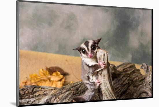 Sugar glider (Petaurus breviceps) on a tree stump-null-Mounted Photographic Print