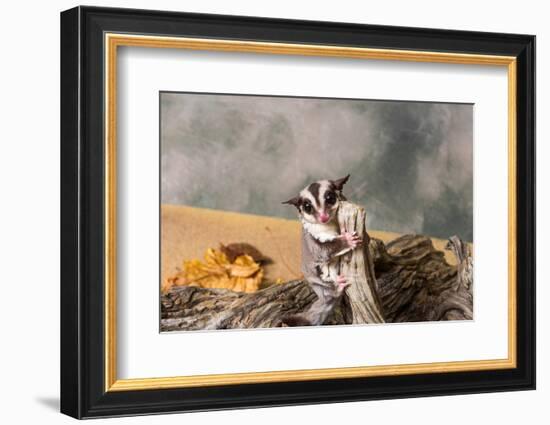 Sugar glider (Petaurus breviceps) on a tree stump-null-Framed Photographic Print