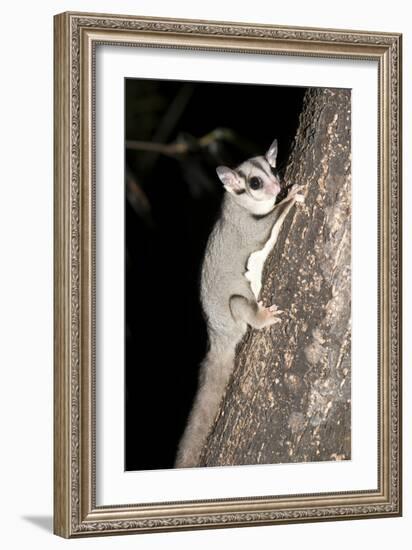 Sugar Glider (Petaurus Breviceps)-Louise Murray-Framed Photographic Print