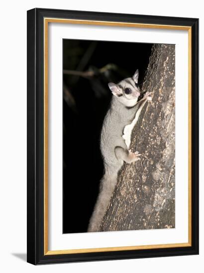 Sugar Glider (Petaurus Breviceps)-Louise Murray-Framed Photographic Print