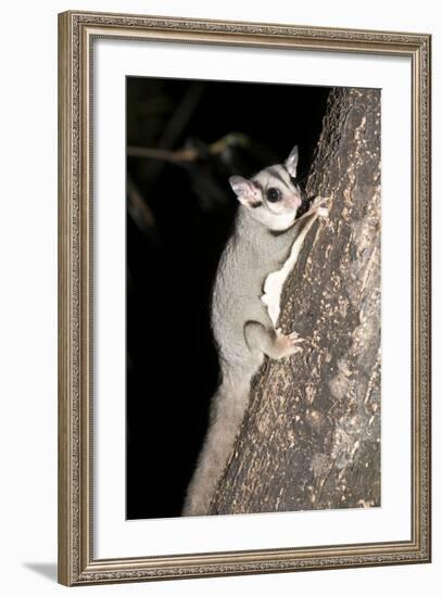 Sugar Glider (Petaurus Breviceps)-Louise Murray-Framed Photographic Print