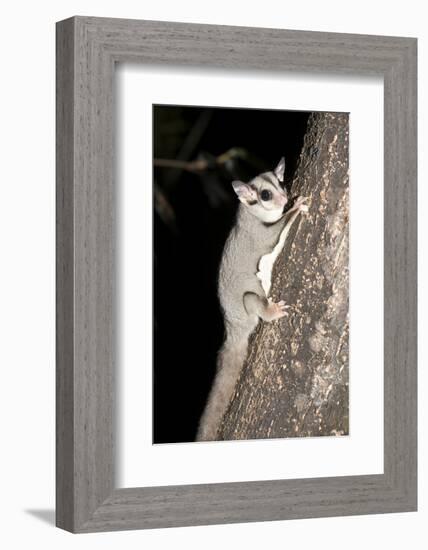 Sugar Glider (Petaurus Breviceps)-Louise Murray-Framed Photographic Print