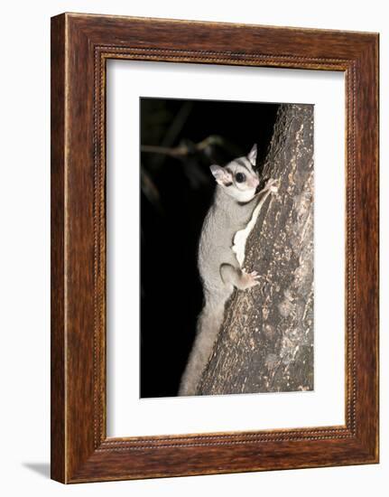 Sugar Glider (Petaurus Breviceps)-Louise Murray-Framed Photographic Print