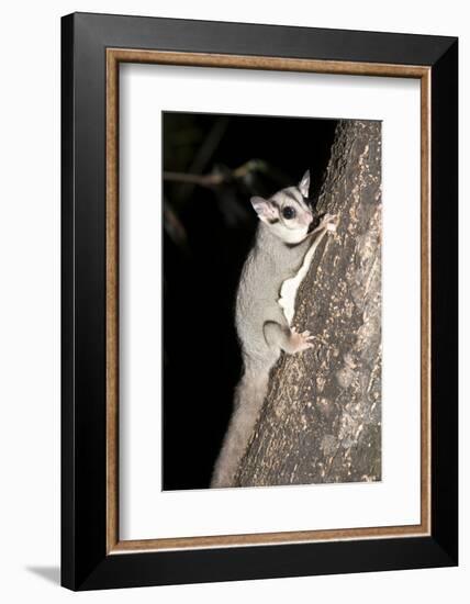 Sugar Glider (Petaurus Breviceps)-Louise Murray-Framed Photographic Print