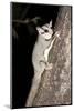 Sugar Glider (Petaurus Breviceps)-Louise Murray-Mounted Photographic Print