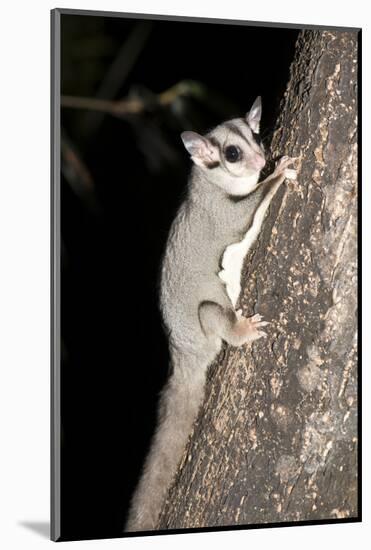 Sugar Glider (Petaurus Breviceps)-Louise Murray-Mounted Photographic Print