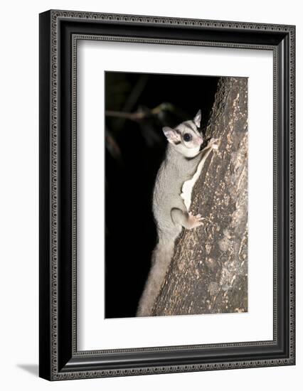 Sugar Glider (Petaurus Breviceps)-Louise Murray-Framed Photographic Print