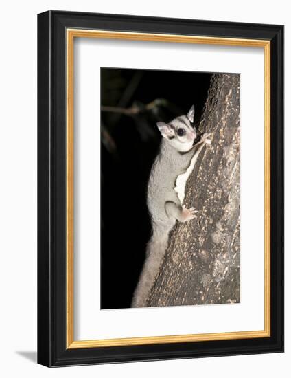 Sugar Glider (Petaurus Breviceps)-Louise Murray-Framed Photographic Print