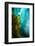 Sugar kelp near iceberg, Tasiilaq, East Greenland-Franco Banfi-Framed Photographic Print