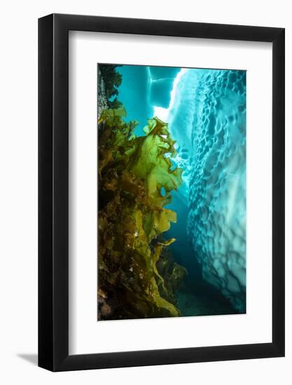 Sugar kelp near iceberg, Tasiilaq, East Greenland-Franco Banfi-Framed Photographic Print