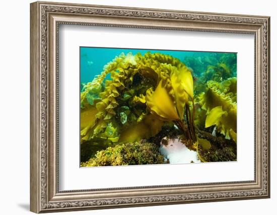 Sugar kelp off Nova Scotia, Canada-Nick Hawkins-Framed Photographic Print