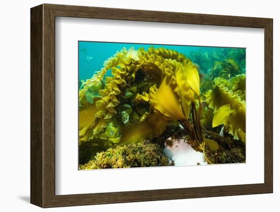 Sugar kelp off Nova Scotia, Canada-Nick Hawkins-Framed Photographic Print