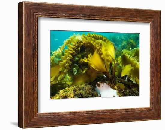 Sugar kelp off Nova Scotia, Canada-Nick Hawkins-Framed Photographic Print