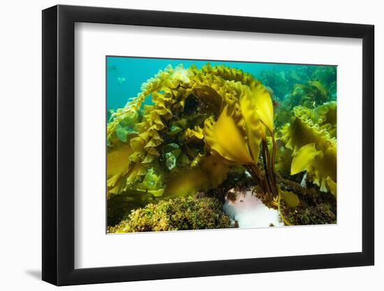 Sugar kelp off Nova Scotia, Canada-Nick Hawkins-Framed Photographic Print