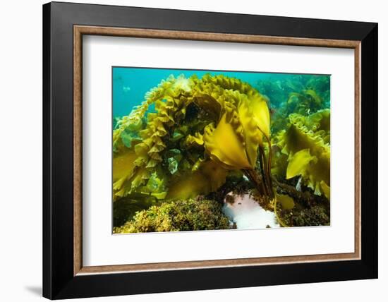 Sugar kelp off Nova Scotia, Canada-Nick Hawkins-Framed Photographic Print