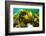 Sugar kelp off Nova Scotia, Canada-Nick Hawkins-Framed Photographic Print