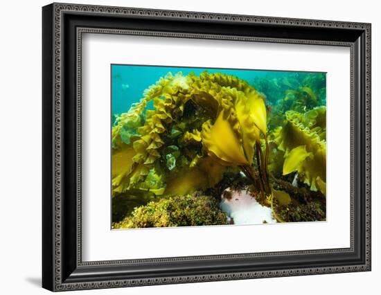 Sugar kelp off Nova Scotia, Canada-Nick Hawkins-Framed Photographic Print