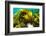 Sugar kelp off Nova Scotia, Canada-Nick Hawkins-Framed Photographic Print