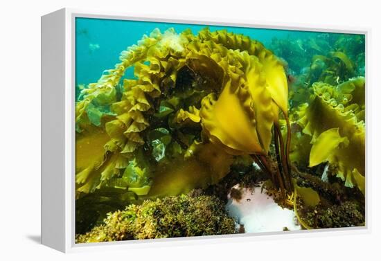 Sugar kelp off Nova Scotia, Canada-Nick Hawkins-Framed Premier Image Canvas