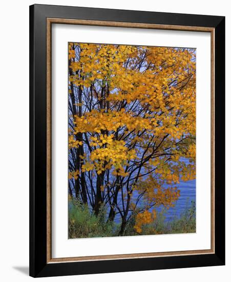 Sugar Maple, Adirondack Park, New York, USA-Charles Gurche-Framed Photographic Print