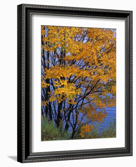 Sugar Maple, Adirondack Park, New York, USA-Charles Gurche-Framed Photographic Print