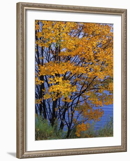 Sugar Maple, Adirondack Park, New York, USA-Charles Gurche-Framed Photographic Print