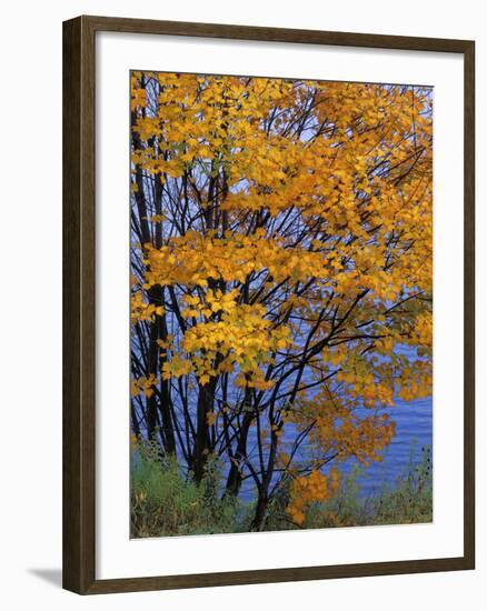 Sugar Maple, Adirondack Park, New York, USA-Charles Gurche-Framed Photographic Print