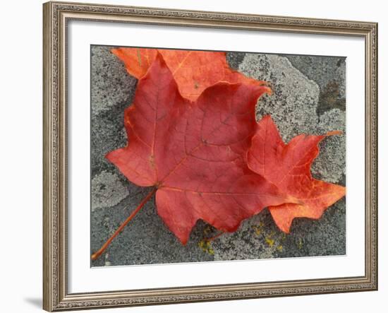 Sugar Maple Foliage in Fall, Rye, New Hampshire, USA-Jerry & Marcy Monkman-Framed Photographic Print