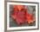 Sugar Maple Foliage in Fall, Rye, New Hampshire, USA-Jerry & Marcy Monkman-Framed Photographic Print