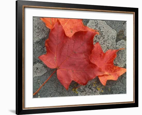 Sugar Maple Foliage in Fall, Rye, New Hampshire, USA-Jerry & Marcy Monkman-Framed Photographic Print