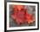 Sugar Maple Foliage in Fall, Rye, New Hampshire, USA-Jerry & Marcy Monkman-Framed Photographic Print