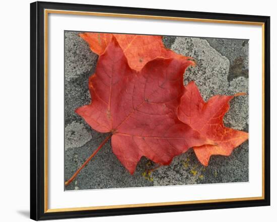 Sugar Maple Foliage in Fall, Rye, New Hampshire, USA-Jerry & Marcy Monkman-Framed Photographic Print