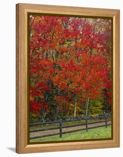 Sugar Maple in Autumn, Twin Ponds Farm, West River Valley, Vermont, USA-Scott T^ Smith-Framed Premier Image Canvas