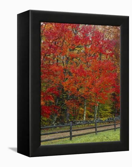 Sugar Maple in Autumn, Twin Ponds Farm, West River Valley, Vermont, USA-Scott T^ Smith-Framed Premier Image Canvas