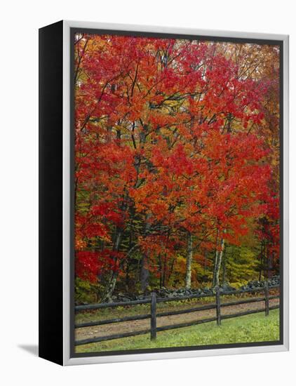 Sugar Maple in Autumn, Twin Ponds Farm, West River Valley, Vermont, USA-Scott T^ Smith-Framed Premier Image Canvas