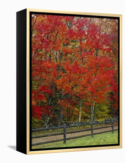 Sugar Maple in Autumn, Twin Ponds Farm, West River Valley, Vermont, USA-Scott T^ Smith-Framed Premier Image Canvas