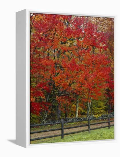 Sugar Maple in Autumn, Twin Ponds Farm, West River Valley, Vermont, USA-Scott T^ Smith-Framed Premier Image Canvas