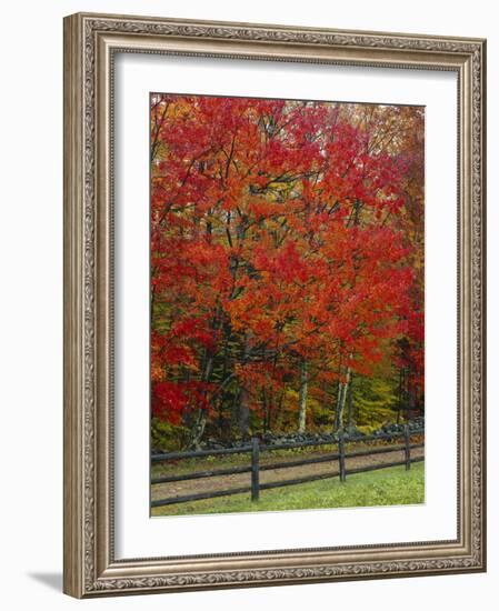 Sugar Maple in Autumn, Twin Ponds Farm, West River Valley, Vermont, USA-Scott T^ Smith-Framed Photographic Print